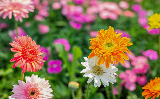 GARDEN GARDEN 系列寵物用品